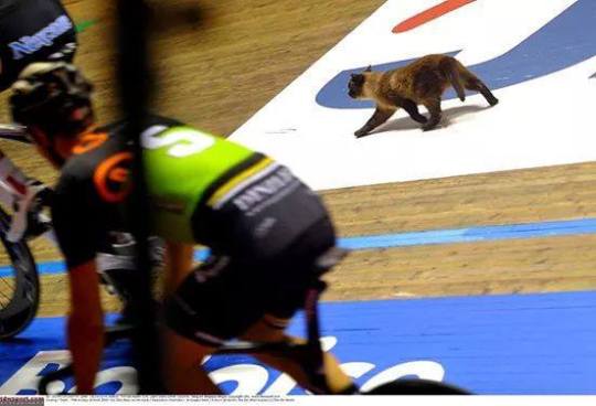 trackcat